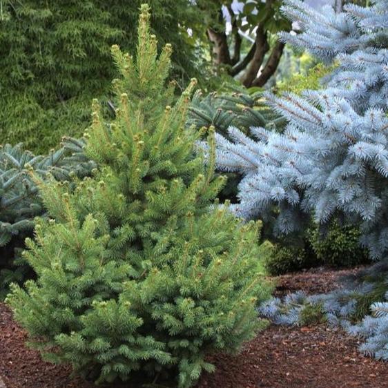 Picea glauca 'North Pole'