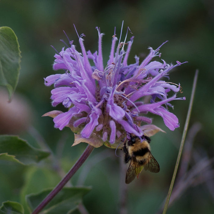 Monarda 'Blue Moon'  - Sugar Buzz® Blue Moon Bee Balm - Shipped