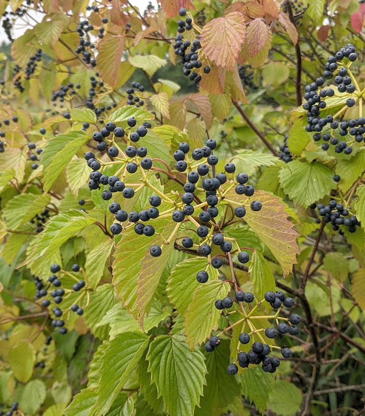 VIBURNUM DENTATUM  - ARROWWOOD VIBURNUM - In Store Pickup