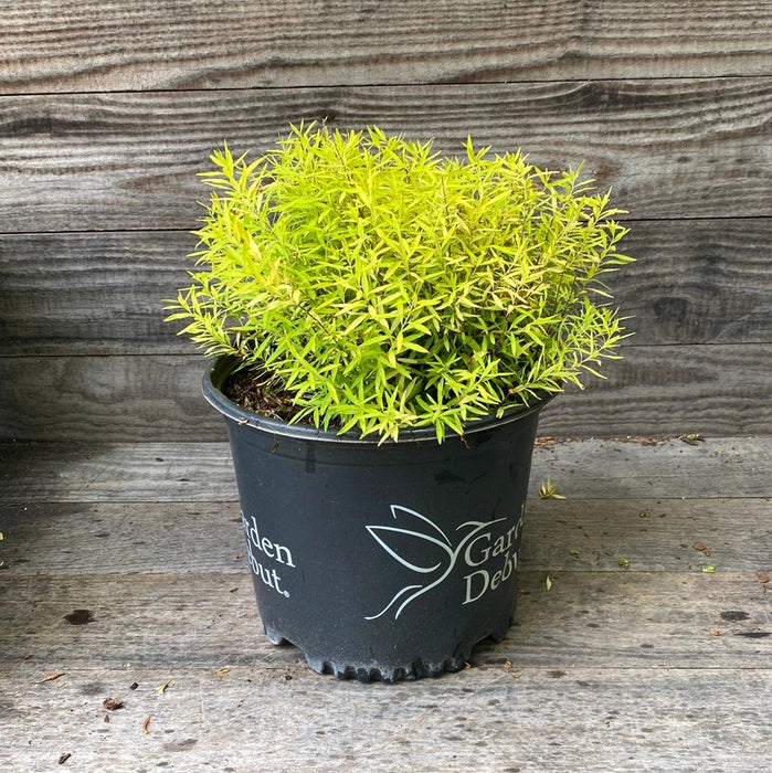 Spiraea thunbergii 'Ogon'  - Gold Thread™ Spirea, Mellow Yellow Spiraea - Shipped