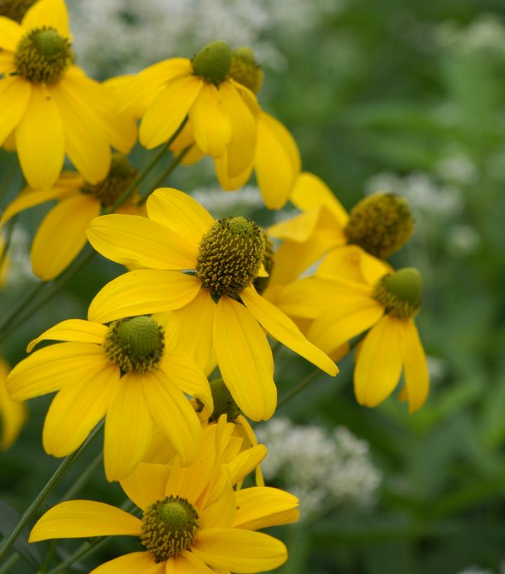 BLACK EYED SUSAN (RUDBECKIA LACINATA) `AUTUMN SUN' CUT LEAF CONEFLOWER - In Store Pickup
