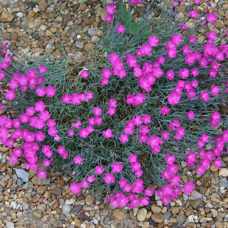 Firewitch Dianthus, Cheddar Pink - Shipped