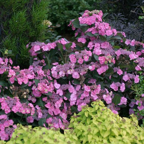 Tuff Stuff™ Hydrangea - Shipped