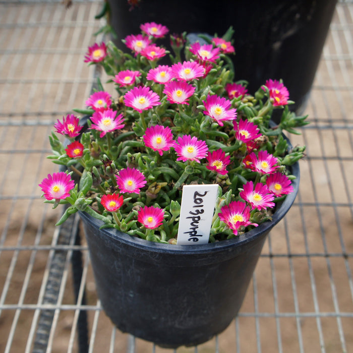 Delosperma cooperi 'DSAM13-1'  - Jewel of Desert® Amethyst Ice Plant - Shipped