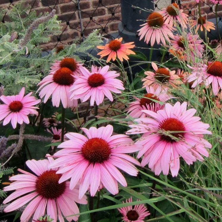 Magnus Echinacea, Coneflower - Shipped