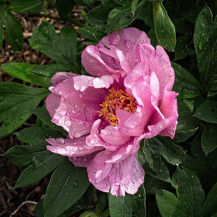 Paeonia 'First Arrival'  - First Arrival Itoh Peony - Shipped