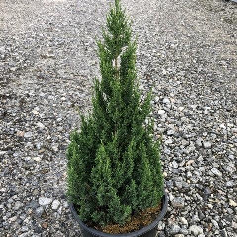 Juniperus chinensis 'Blue Point'  - Blue Point Juniper - Shipped