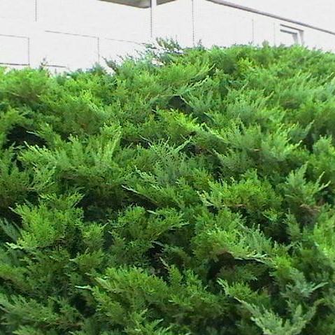 Juniperus chinensis sargentii 'Viridis'   - Sargent Green Juniper - Shipped