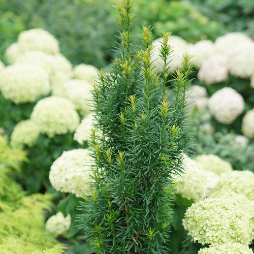 Lemony Lace® Elderberry - Shipped