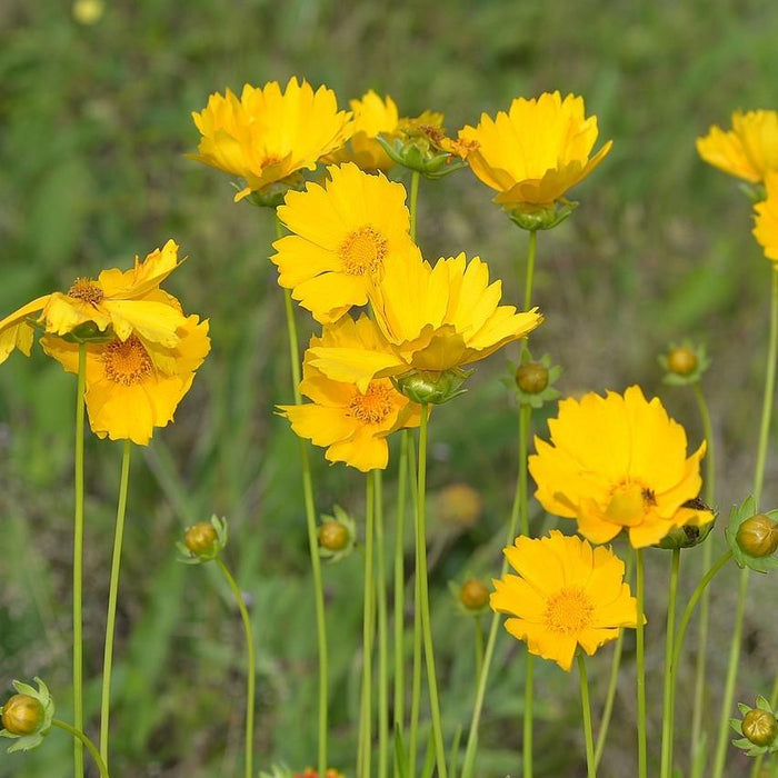 Coreopsis lanceolata  - Lanceleaf Coreopsis - Shipped