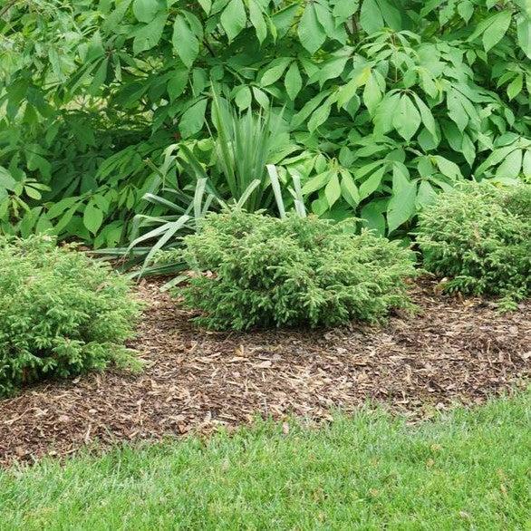 Juniperus communis 'SMNJCB'  - Tortuga® Juniper - Shipped