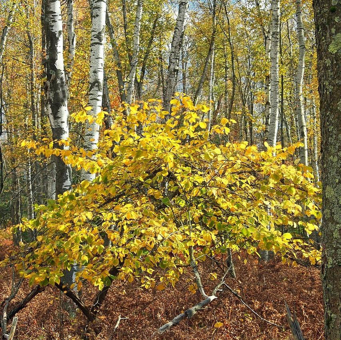 Hamamelis virginiana  - Witch Hazel - Shipped