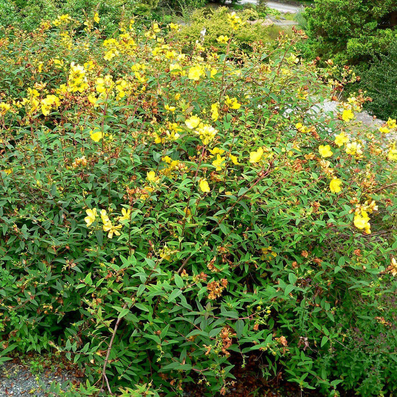 Hidcote St. John's Wort - Shipped