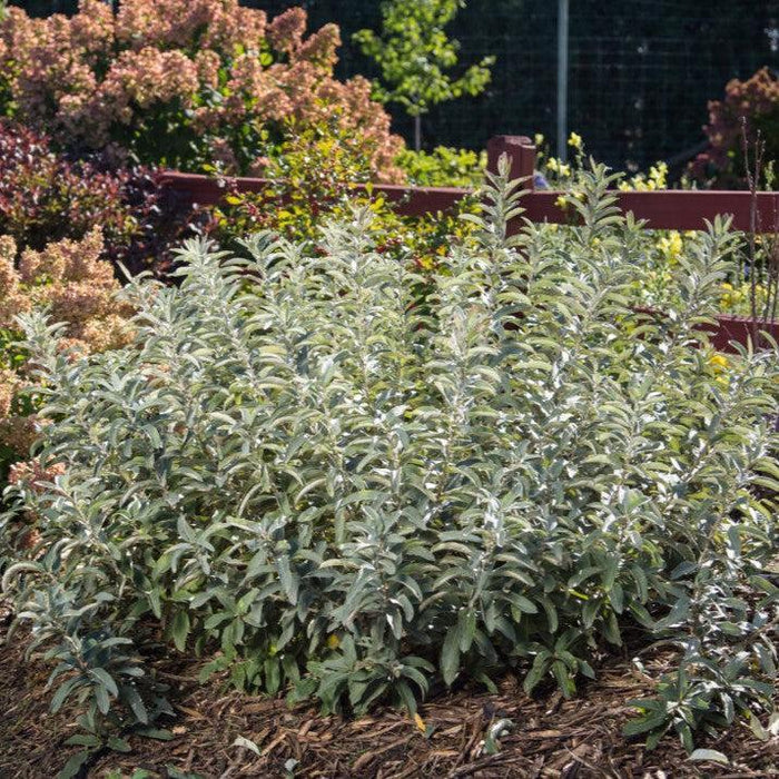 Salix candida 'Jefberg'  - First Editions® Iceberg Alley® Sageleaf Willow - Shipped