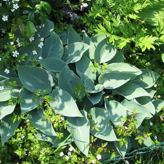 Hosta 'Halcyon'  - Halcyon Hosta - Shipped