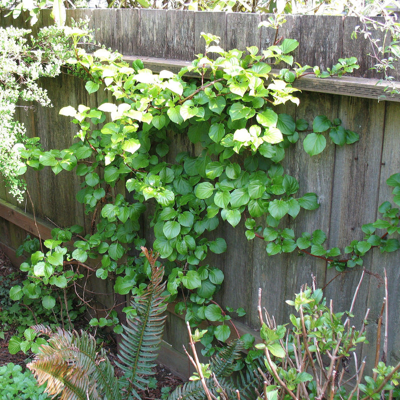Climbing Hydrangea - Shipped