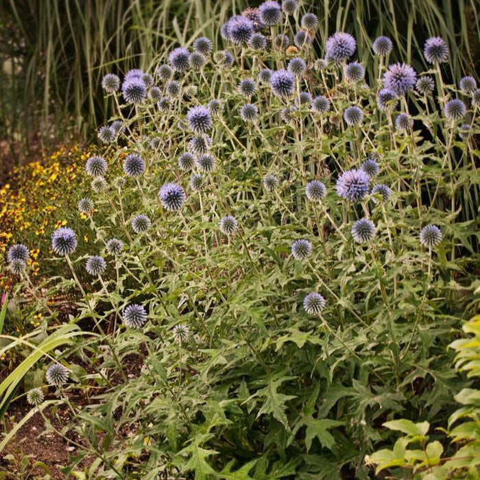 Echinops bannaticus 'Blue Glow'  - Blue Glow Globe Thistle - Shipped