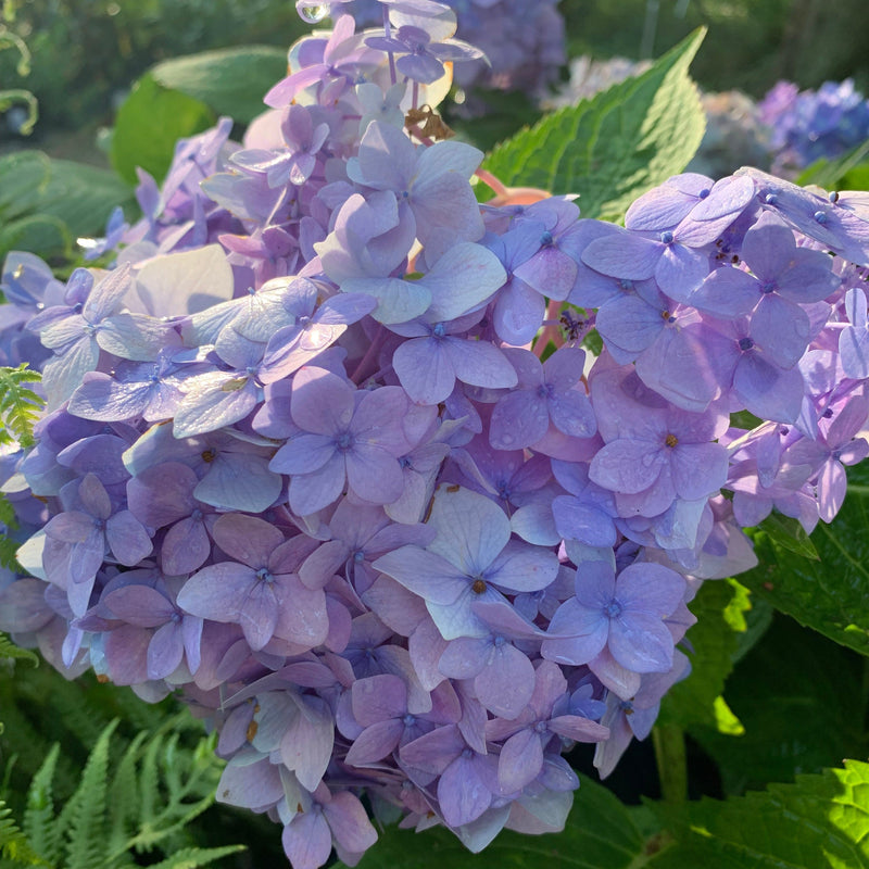 Endless Summer® The Original Hydrangea - Shipped