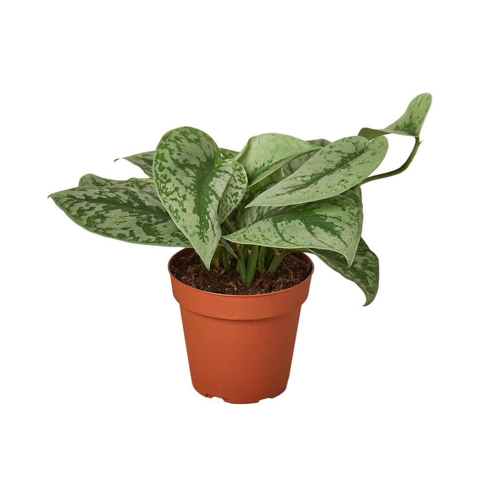 pothos beccariana The Snobby Leaf | Pothos 'Silver Splash' - 6 inch Pot