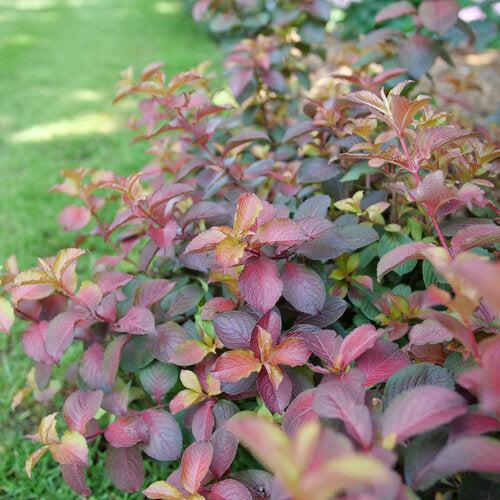 Midnight Sun™ Weigela - Shipped
