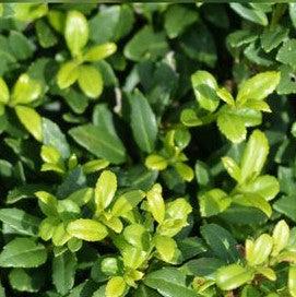 Ilex crenata 'Soft-Touch'  - Soft Touch Japanese Holly - Shipped