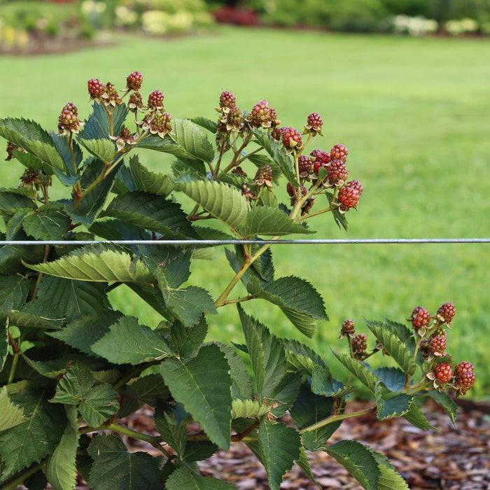 Rubus 'Ponca' PP33330  - Taste of Heaven™ Thornless Blackberry - Shipped