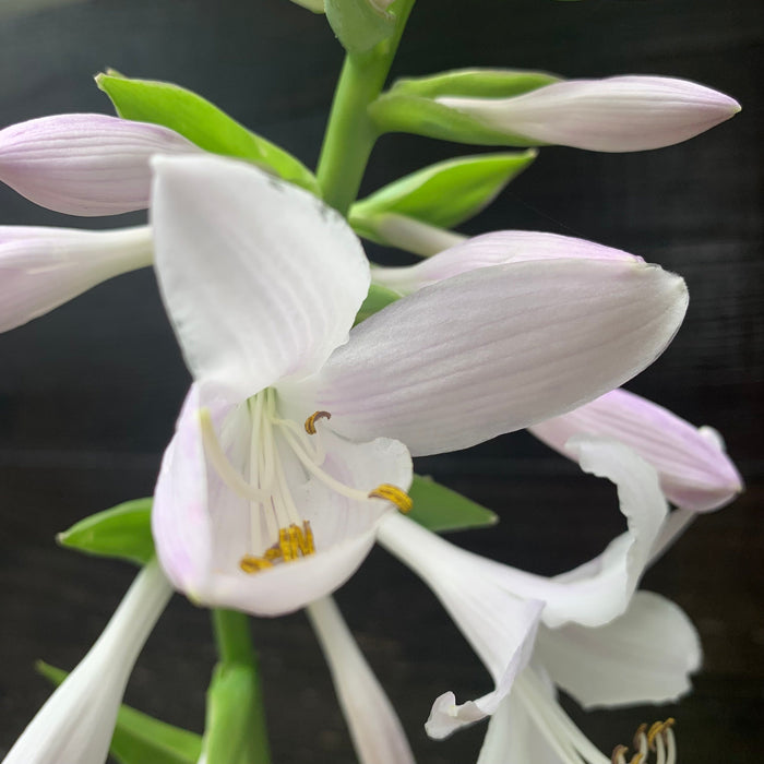 Hosta 'Guacamole'  - Guacamole Hosta - Shipped