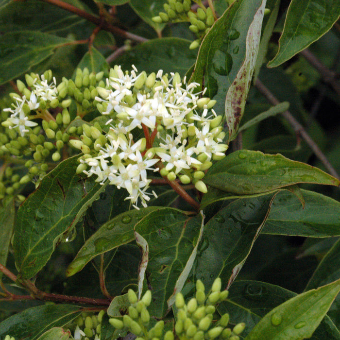 Cornus racemosa  - Gray Dogwood - Shipped