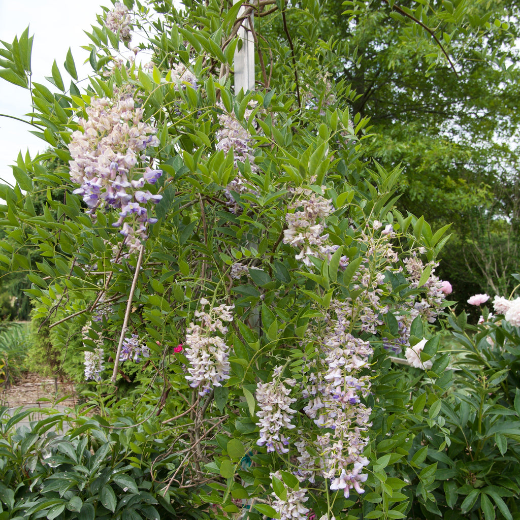 Blue Moon Wisteria