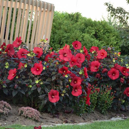 Summerific® Holy Grail Hibiscus - Shipped