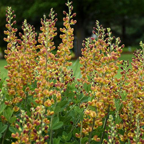 Baptisia 'Cherries Jubilee'  - Decadence® Cherries Jubilee Baptisia - Shipped