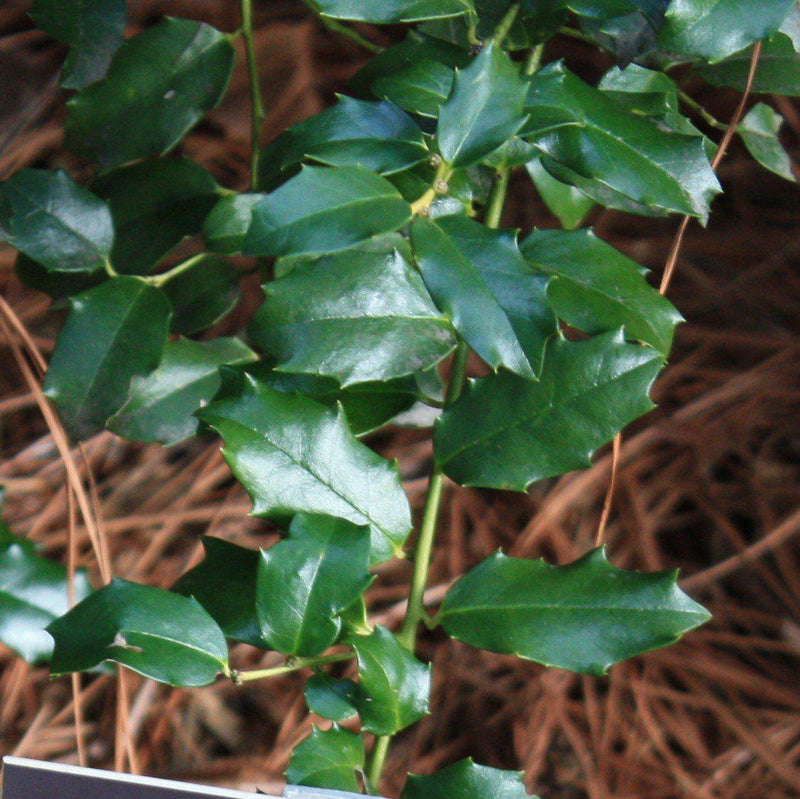 China Girl® Holly - Shipped