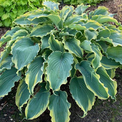 Hosta 'Voices in the Wind'  - PW® Shadowland® Voices in the Wind Hosta - Shipped