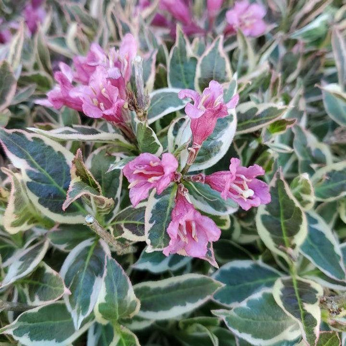 Weigela florida 'Verweig8' PP 30,064  - My Monet Purple Effect® Weigela - Shipped