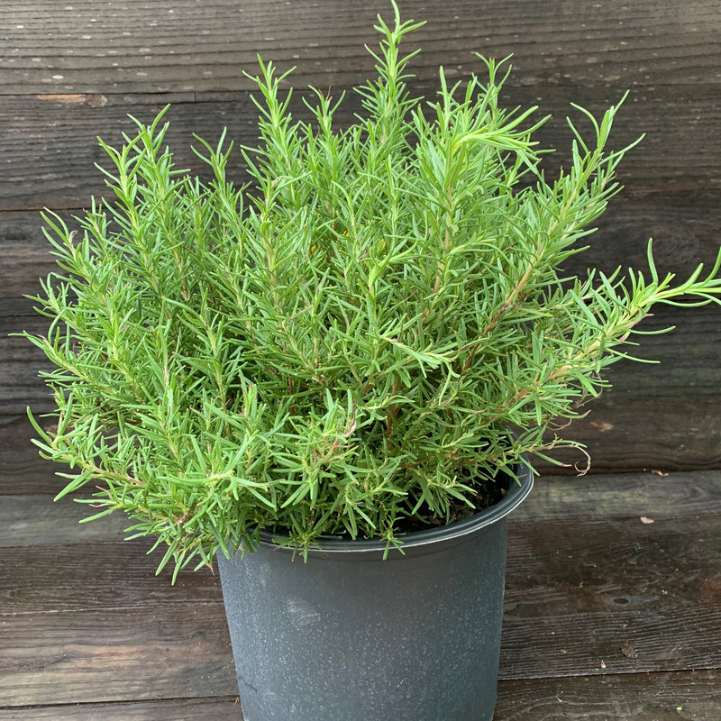 Tuscan Blue Rosemary - Shipped