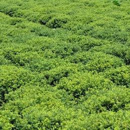 Ilex crenata 'Soft-Touch'  - Soft Touch Japanese Holly - Shipped
