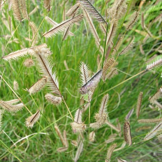 Bouteloua gracilis  - Blue Grama, Mosquito Grass - Shipped