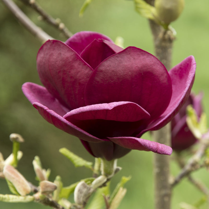 Genie Magnolia - Shipped