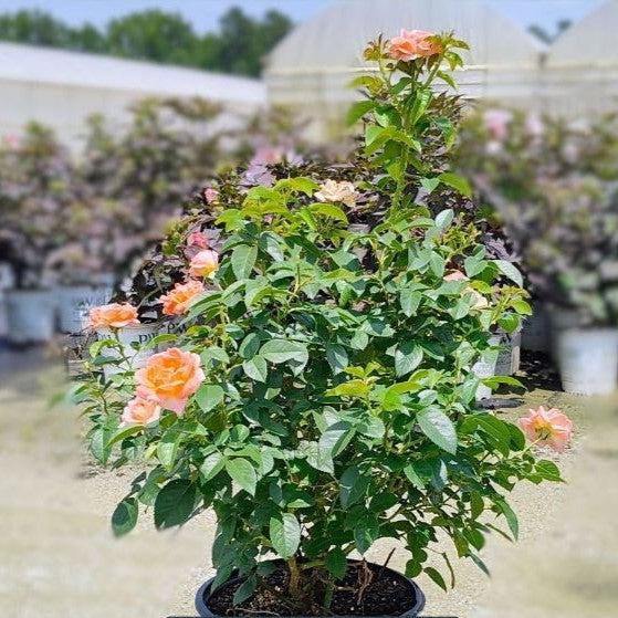 Rosa 'Radslam' PP 35,826  - Orange Glow™ Knock Out® Rose - Shipped