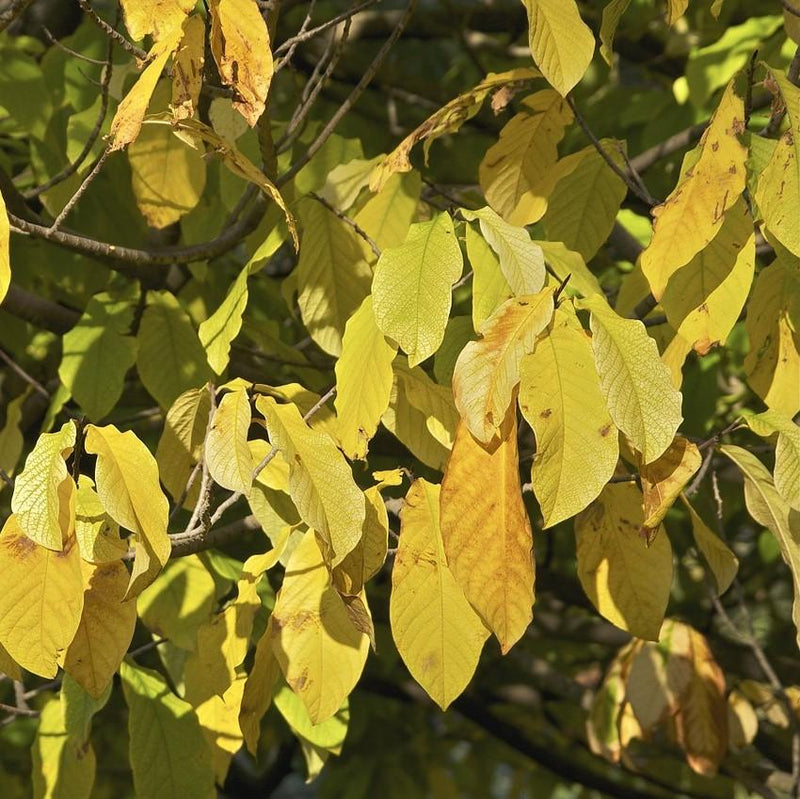 Common Pawpaw, Tall Pawpaw - Shipped
