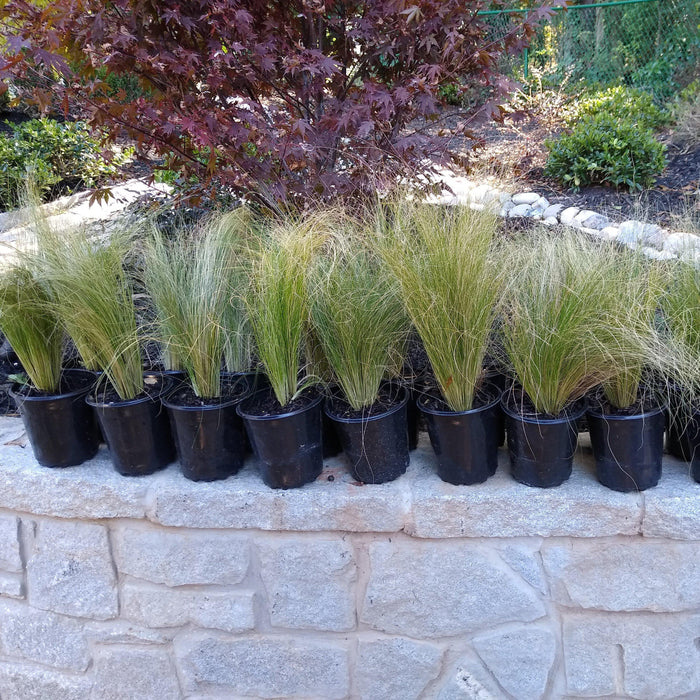 Nassella tenuissima  - Mexican Feather Grass - Shipped
