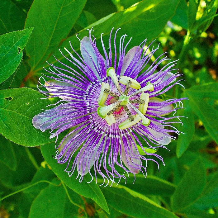 Passiflora incarnata  - Passion Flower, Maypop - Shipped