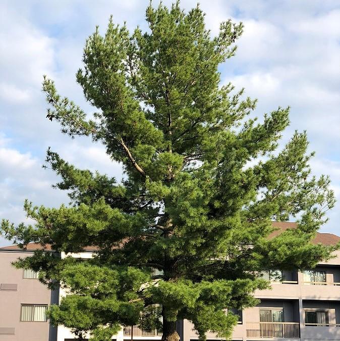 Pinus strobus  - White Pine - Shipped