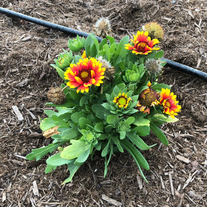 Gaillardia aristata 'Spintop Red Starburst'  - Spintop™ Red Starburst Blanket Flower - Shipped