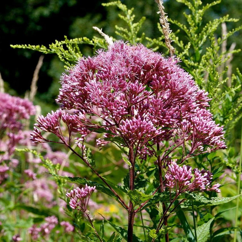 Baby Joe Coastal Plain Joe Pye Weed - Shipped