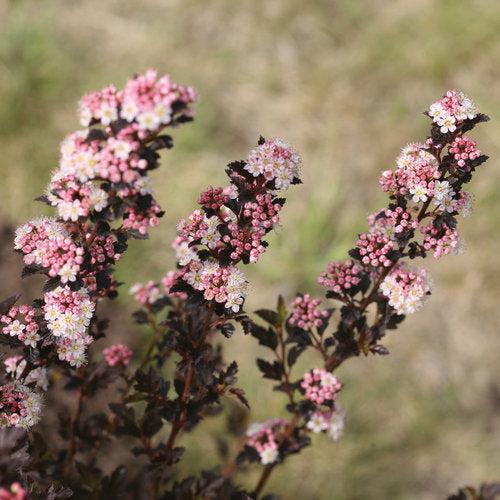 Tiny Wine® Ninebark - Shipped