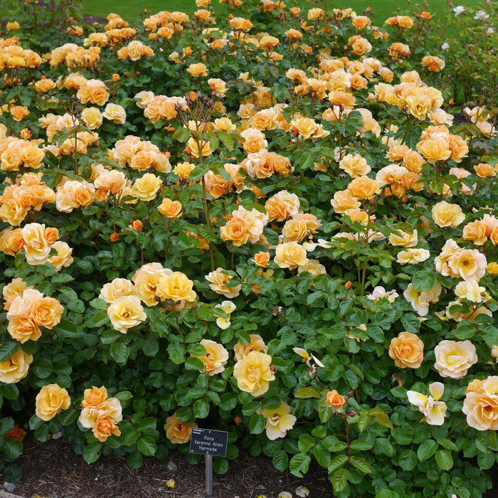 Flower Carpet® Amber Rose - Shipped