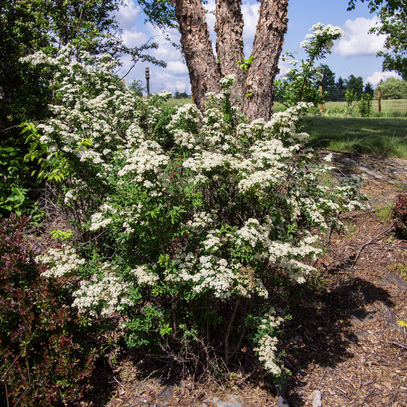 Snowmound Spirea - Shipped