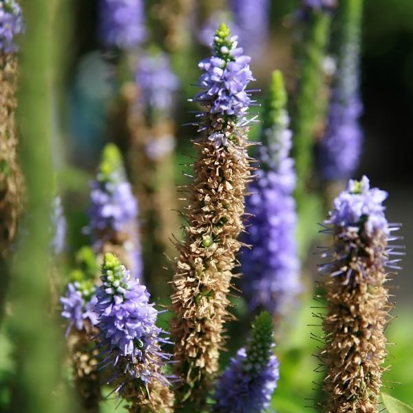 Royal Candles Speedwell - Shipped