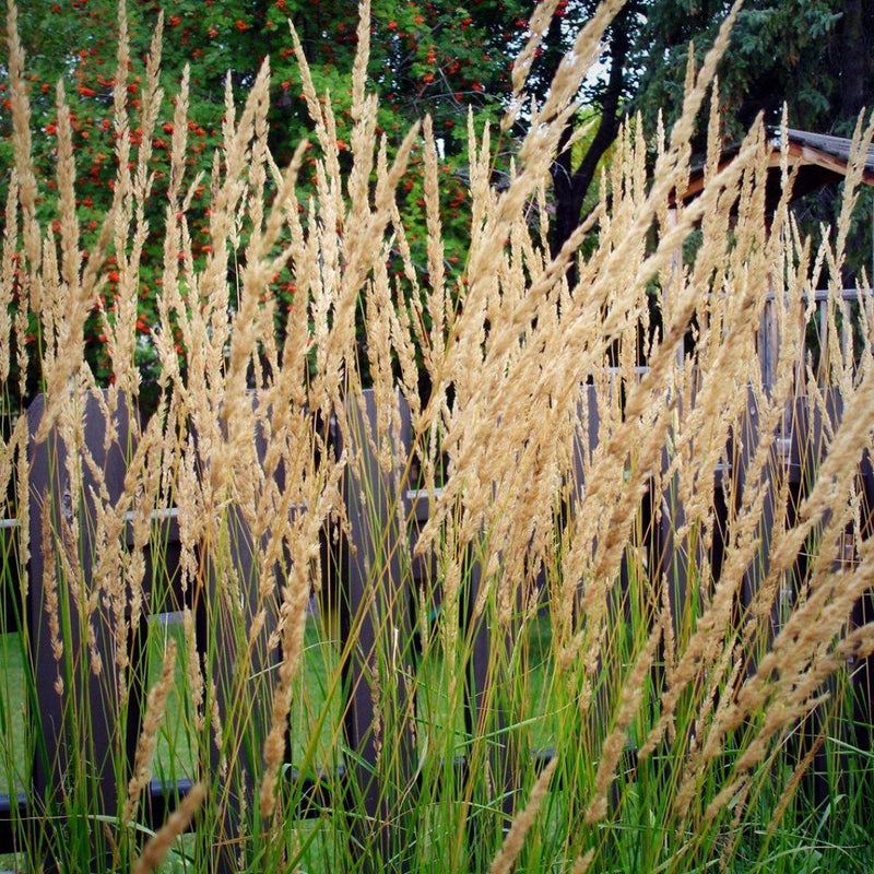Karl Foerster's Feather Reed Grass - Shipped